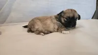Koko, a female Shih Tzu for sale in Providence, RI – 6 of 10
