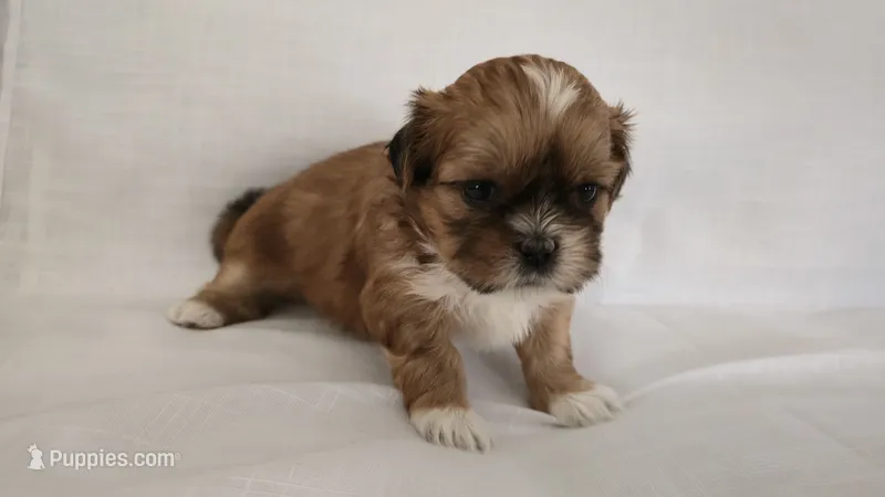 Mochi  – Shih Tzu puppy for sale in Providence, RI
