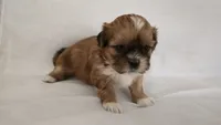 Mochi , a female Shih Tzu for sale in Providence, RI – 1 of 8
