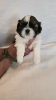 Bam, a male Shih Tzu for sale in Providence, RI – 5 of 10