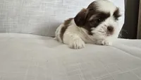Nugget , a male Shih Tzu for sale in Providence, RI – 9 of 10