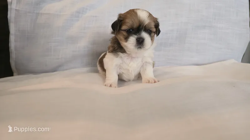 Twix  – Shih Tzu puppy for sale in Providence, RI