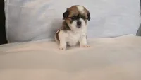 Twix , a male Shih Tzu for sale in Providence, RI – 1 of 10