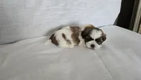 Nugget , a male Shih Tzu for sale in Providence, RI – 6 of 10