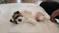Moose, a male Shih Tzu for sale in Providence, RI – 5 of 10