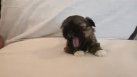 Gizmo , a male Shih Tzu for sale in Providence, RI – 5 of 10