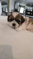 Moose, a male Shih Tzu for sale in Providence, RI – 8 of 10