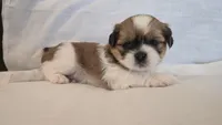 Twix , a male Shih Tzu for sale in Providence, RI – 7 of 10