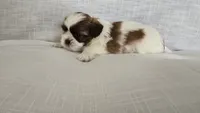 Nugget , a male Shih Tzu for sale in Providence, RI – 8 of 10
