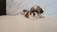 Twix , a male Shih Tzu for sale in Providence, RI – 8 of 10