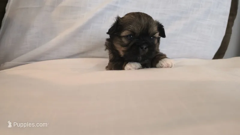 Gizmo  – Shih Tzu puppy for sale in Providence, RI