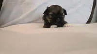 Gizmo , a male Shih Tzu for sale in Providence, RI – 1 of 10