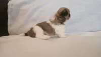Twix , a male Shih Tzu for sale in Providence, RI – 5 of 10