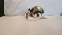 Twix , a male Shih Tzu for sale in Providence, RI – 10 of 10