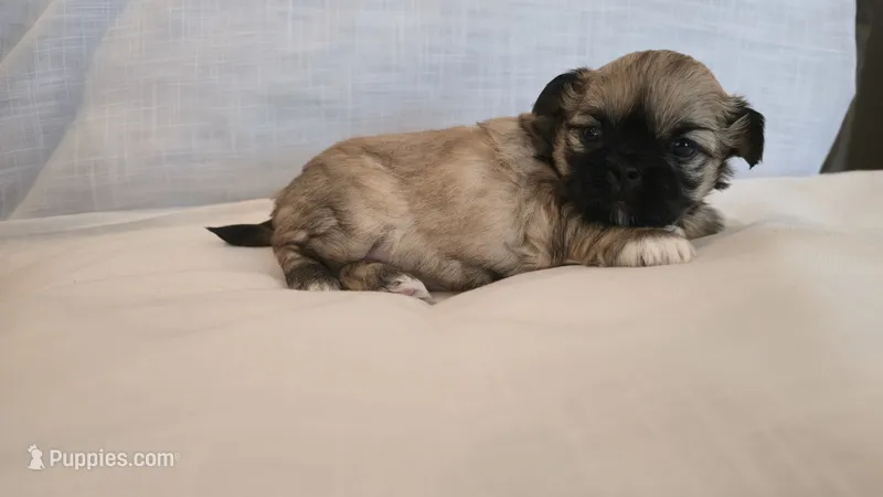 Koko – Shih Tzu puppy for sale in Providence, RI