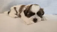 Nugget , a male Shih Tzu for sale in Providence, RI – 3 of 10