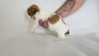 Honey , a female Shih Tzu for sale in Providence, RI – 7 of 10