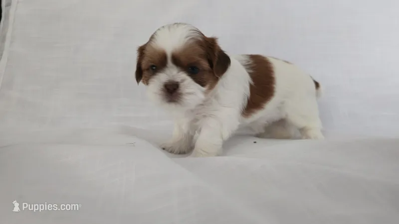 Honey  – Shih Tzu puppy for sale in Providence, RI
