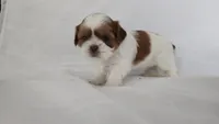 Honey , a female Shih Tzu for sale in Providence, RI – 1 of 10