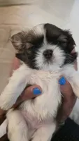 Bam, a male Shih Tzu for sale in Providence, RI – 7 of 10
