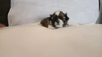 Hatchi , a male Shih Tzu for sale in Providence, RI – 8 of 9