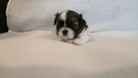 Bam, a male Shih Tzu for sale in Providence, RI – 3 of 10