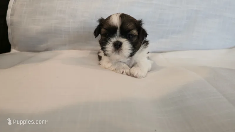 Bam – Shih Tzu puppy for sale in Providence, RI