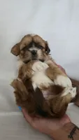 Mochi , a female Shih Tzu for sale in Providence, RI – 7 of 8