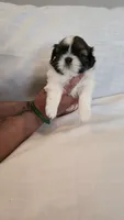 Bam, a male Shih Tzu for sale in Providence, RI – 6 of 10