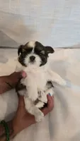 Bam, a male Shih Tzu for sale in Providence, RI – 9 of 10