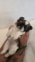 Hatchi , a male Shih Tzu for sale in Providence, RI – 4 of 9