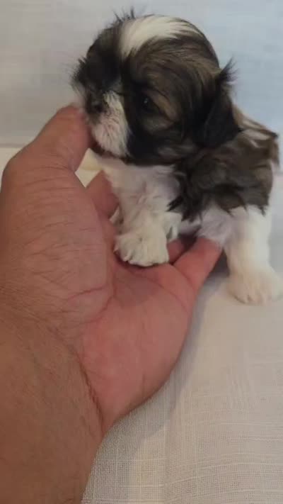 Hatchi , a male Shih Tzu for sale in Providence, RI – 9 of 9