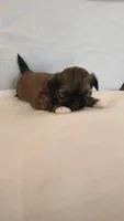 Gizmo , a male Shih Tzu for sale in Providence, RI – 8 of 10