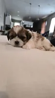 Moose, a male Shih Tzu for sale in Providence, RI – 1 of 10