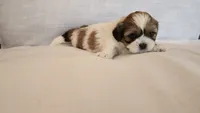 Moose, a male Shih Tzu for sale in Providence, RI – 4 of 10