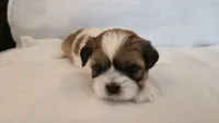 Moose, a male Shih Tzu for sale in Providence, RI – 7 of 10