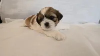 Moose, a male Shih Tzu for sale in Providence, RI – 6 of 10