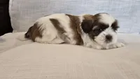 Nugget , a male Shih Tzu for sale in Providence, RI – 4 of 10