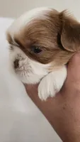 Honey , a female Shih Tzu for sale in Providence, RI – 4 of 10