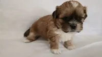 Mochi , a female Shih Tzu for sale in Providence, RI – 8 of 8