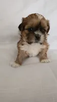 Mochi , a female Shih Tzu for sale in Providence, RI – 2 of 8