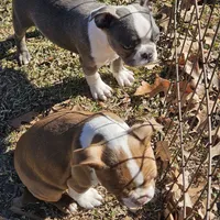 River, a male Boston Terrier for sale in Raleigh, NC – Photo 3 of 6
