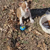 River, a male Boston Terrier for sale in Raleigh, NC – Photo 4 of 6