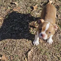 River, a male Boston Terrier for sale in Raleigh, NC – Photo 2 of 6