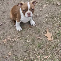 River, a male Boston Terrier for sale in Raleigh, NC – Photo 6 of 6
