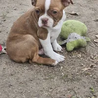 River, a male Boston Terrier for sale in Raleigh, NC – Photo 1 of 6