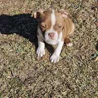 River, a male Boston Terrier for sale in Raleigh, NC – Photo 5 of 6