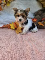 Tri, a male Yorkshire Terrier for sale in Raleigh, NC – 6 of 6