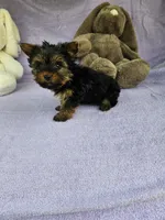 Meme, a female Yorkshire Terrier for sale in Raleigh, NC – Photo 6 of 7