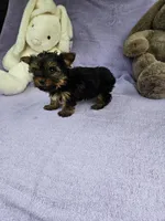 Meme, a female Yorkshire Terrier for sale in Raleigh, NC – Photo 4 of 7